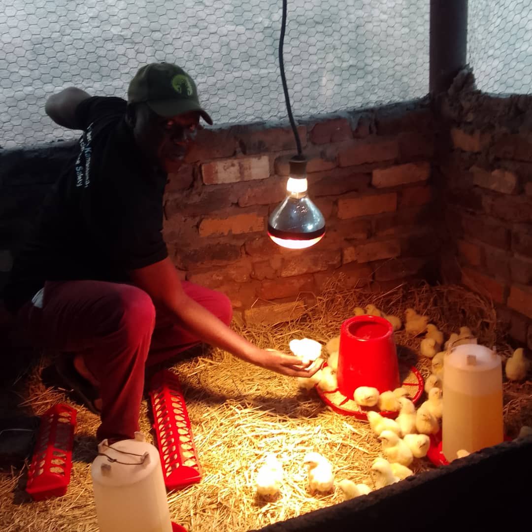 Day-old chicks under a heat lamp at the Shangano Arts Trust poultry project